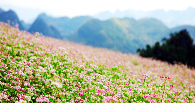 hoa Tam Giác Mạch Hà Giang